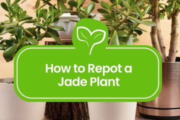 How-to-Repot-a-Jade-Plant