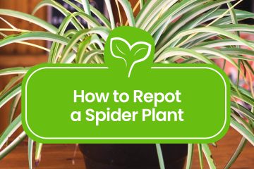 How to Repot a Spider Plant