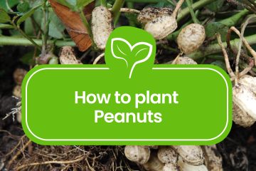 How to plant Peanuts