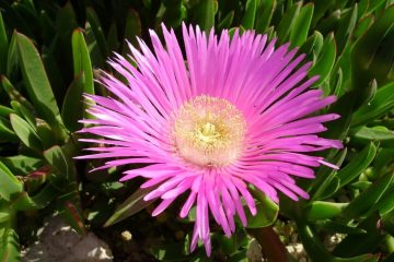 How to propagate ice plant