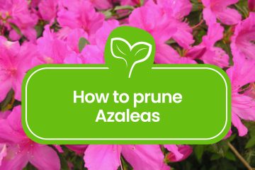 How to prune Azaleas