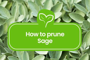 How to prune Sage plant