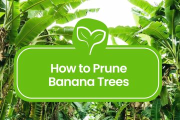 How-to-prune-a-Banana-Tree