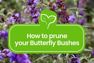 How to prune a butterfly bush