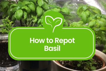 How to repot Basil