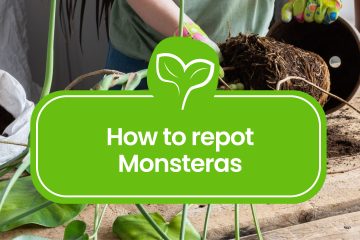 How to repot Monsteras