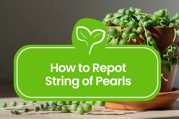 How-to-repot-String-of-Pearls