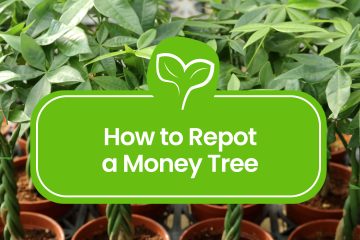 How to repot a Money Tree