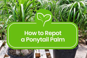 How to repot a Ponytail Palm