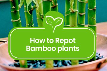 How to repot bamboo plants