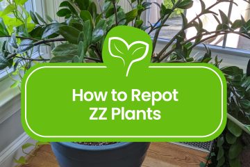 How-to-repot-zz-plants