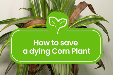 How to save a dying Corn Plant