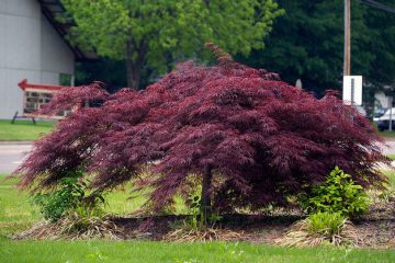 Laceleaf-Weeping-Japanese-Red-Maple-1