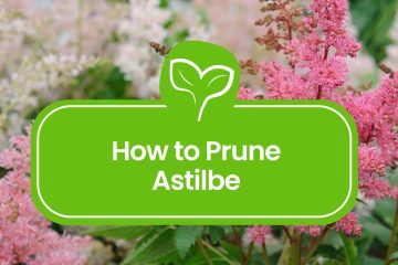 Pruning Astilbe
