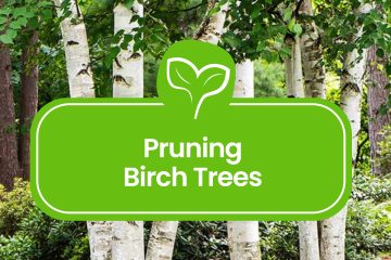 Pruning-Birch-Trees