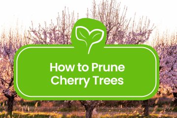 Pruning-Cherry-Trees
