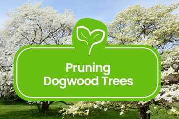 Pruning-Dogwood-Trees