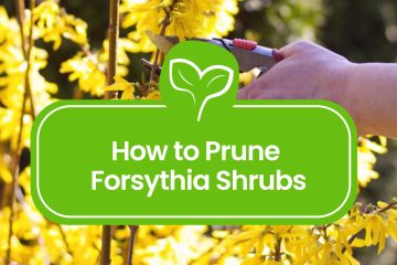 Pruning-Forsythia