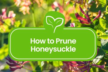 How to prune Honeysuckle
