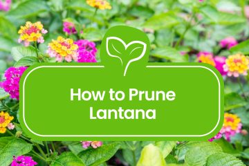 Pruning Lantana