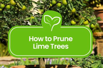 Pruning-Lime-Trees