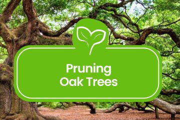 Pruning-Oak-Trees