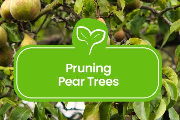 Pruning-Pear-Trees