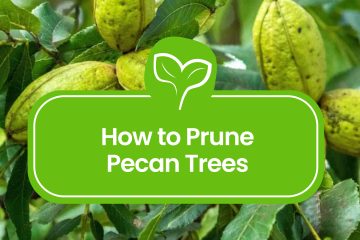 Pruning-Pecan-Trees