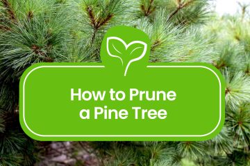 Pruning-Pine-Trees