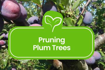 Pruning-Plum-Trees