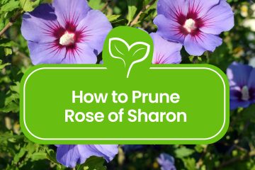 Pruning-Rose-of-Sharon