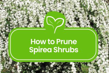 Pruning-Spirea