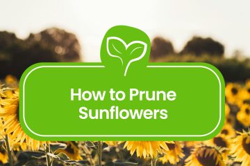 How to Prune Sunflowers