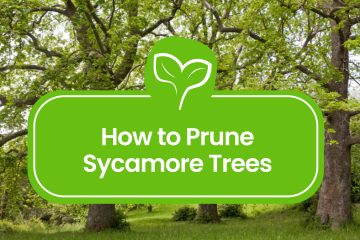Pruning Sycamore Trees