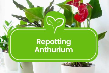 Repotting-Anthurium