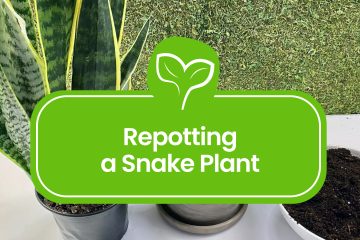 Repotting a Snake Plant