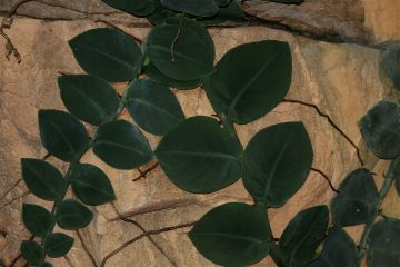 Shingle Plant picture