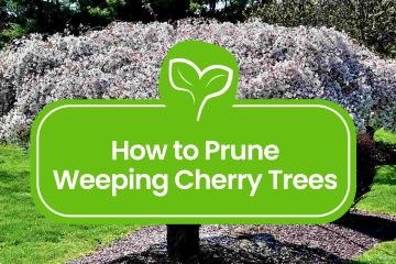 Weeping-Cherry-Tree-Pruning