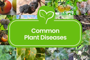 common Plant Diseases