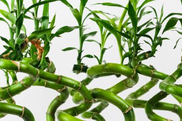 Lucky bamboo plant