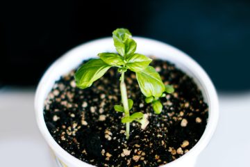 How To Propagate Plants By Taking Cuttings