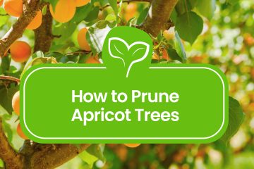 how-to-prune-an-apricot-tree