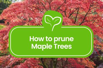 how to prune maple tree branches