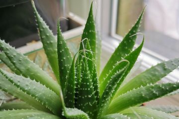how to save an aloe plant