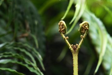 How To Propagate Plants Using Rhizomes