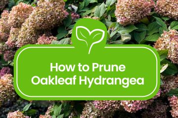 pruning-oakleaf-hydrangea